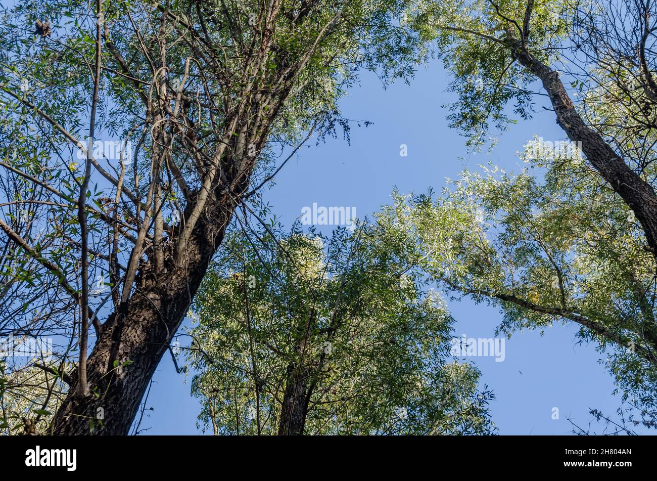 Das Ambiente des Waldes im Herbst, an der Donau. Stockfoto