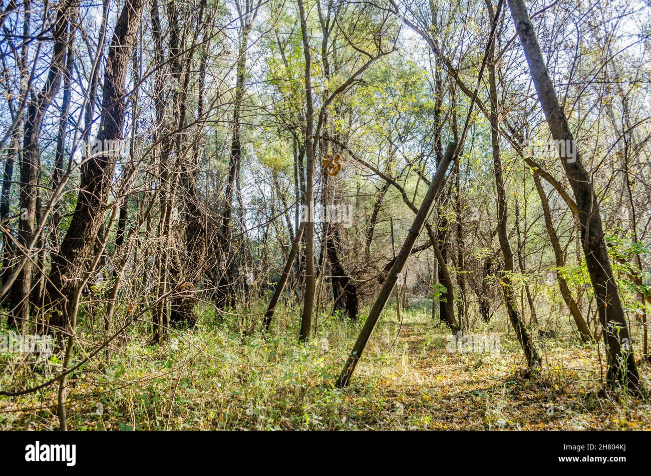 Das Ambiente des Waldes im Herbst, an der Donau. Stockfoto