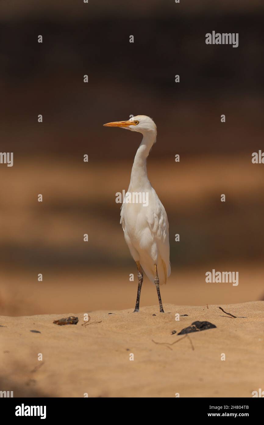 Seit meinem ersten Besuch auf Lanzarote haben sich Viehreiher immer mehr verstädtert, sie sind nun auf Müllwagen unterwegs!b Stockfoto