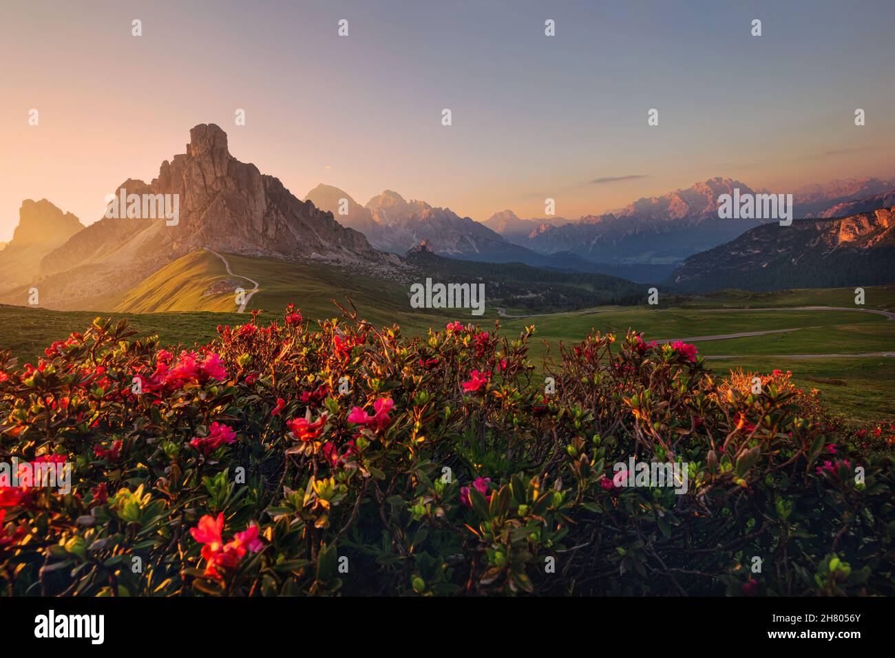 Sonnenuntergang im Sommer am Passo di Giau mit Blumen im Vordergrund, Dolomiten, Italien Stockfoto