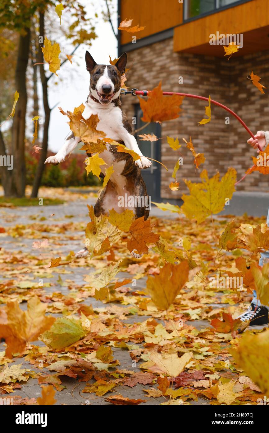 Aufgeregt Bull Terrier Hund springt an der Leine, während Spaß mit verwelkten gelben Blättern auf dem Bürgersteig gegen Gebäude im Herbst Stockfoto