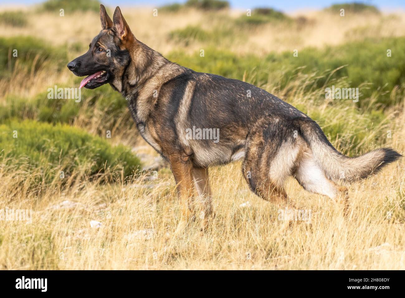 Netter Schäferhund, der am Sommertag auf Grasboden in der Landschaft mit Büschen steht Stockfoto
