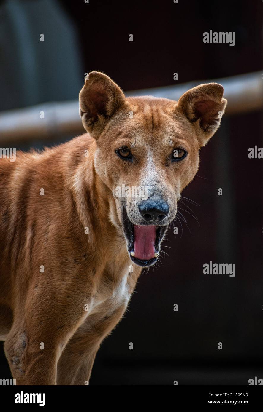 Ein Straßenhund sieht aus wie ein Löwe verrückte Momente Stockfoto