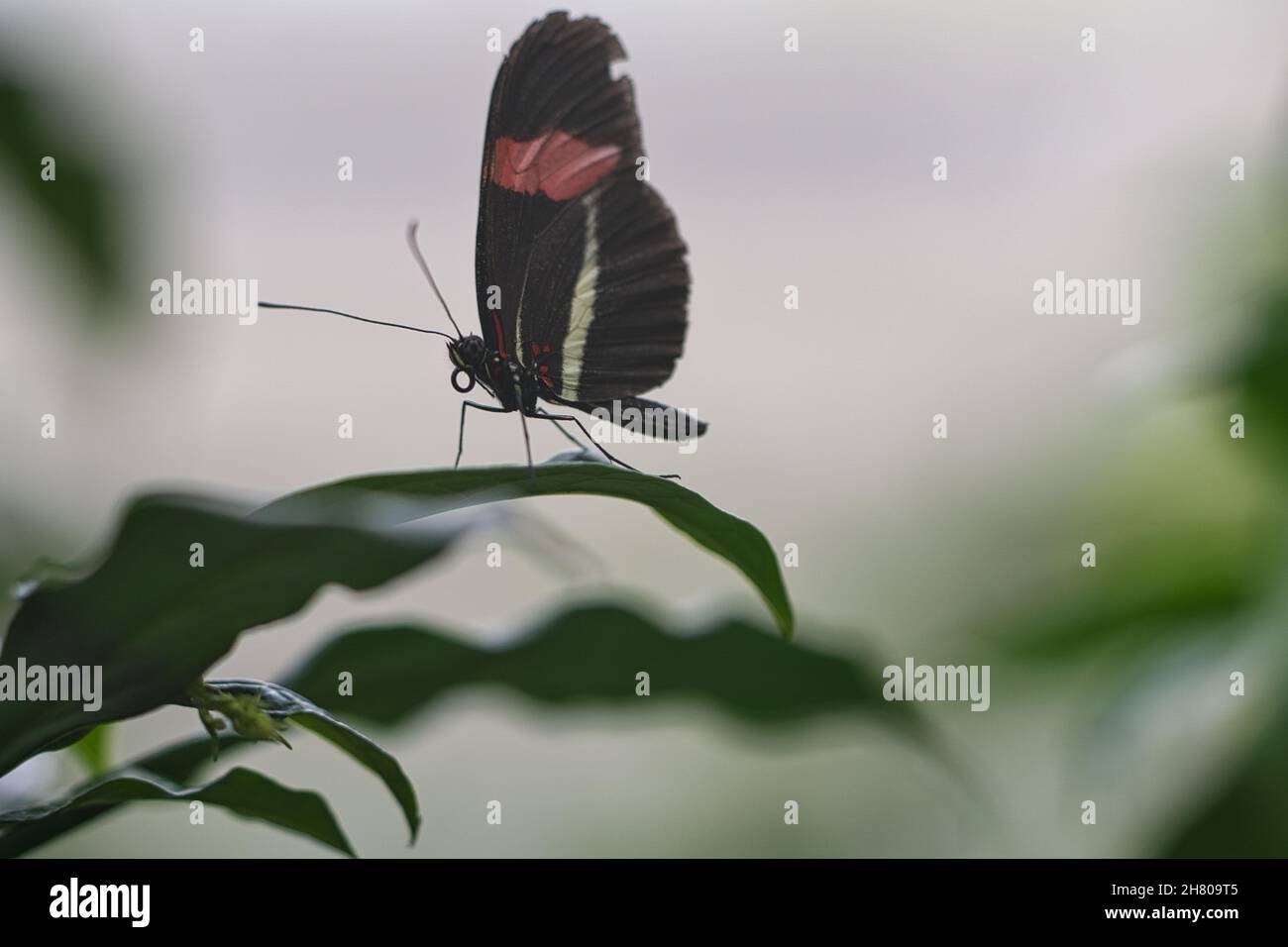 Exotischer Schmetterling auf einem Blatt. Zarte und farbenfrohe Schmetterlinge. Farbenfroher Flügel und interessante Nahaufnahme mit vielen Details. Stockfoto