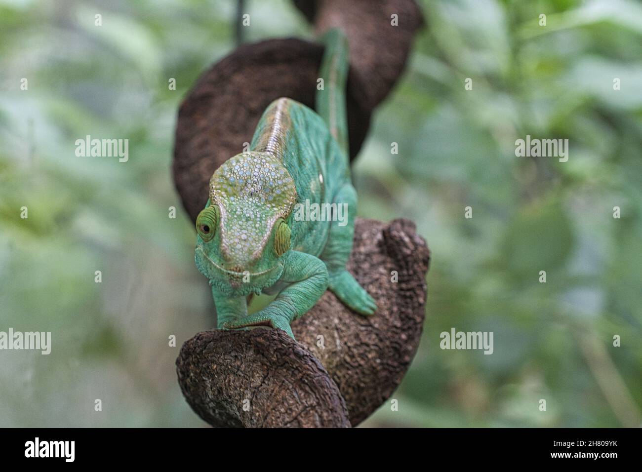 Chamäleon auf einem Ast mit Augenkontakt zum Betrachter. Grüne, gelb-rote Schuppen. Detaillierte Nahaufnahme des interessanten Reptils. Stockfoto