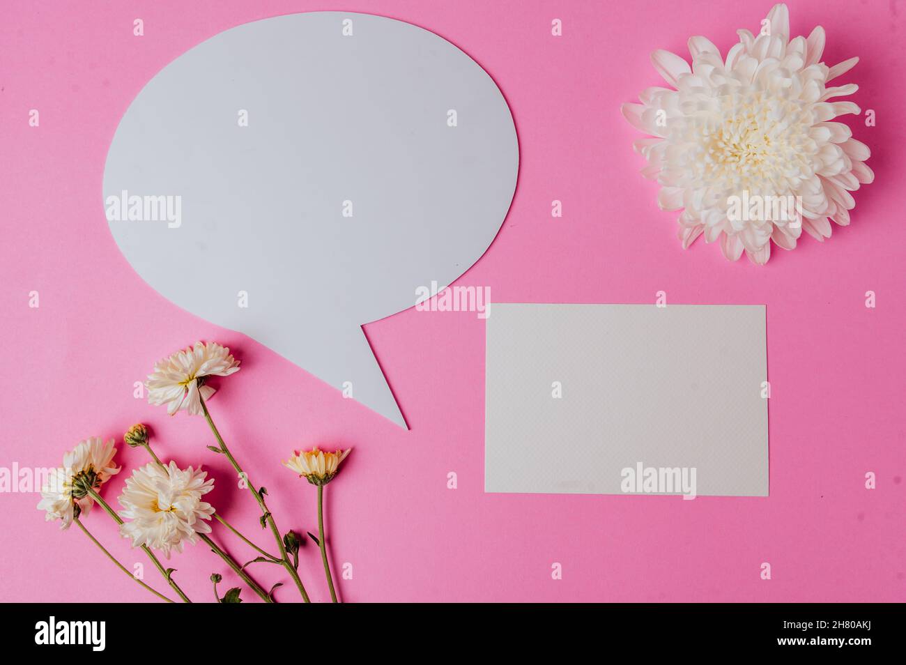 Leere Sprechblase oval, Blume und leere Karte auf rosa Hintergrund Stockfoto