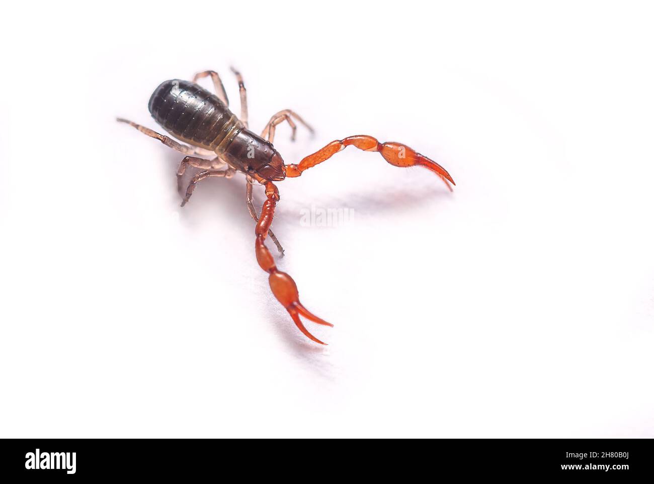 Nahaufnahme eines winzigen Pseudoskorpions - Neobisium carcinoides, isoliert Stockfoto