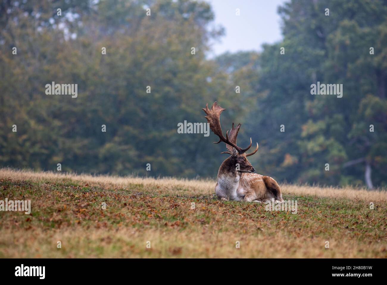 Damhirsch im Knole Park im Herbst, Sevenoaks, Kent Stockfoto