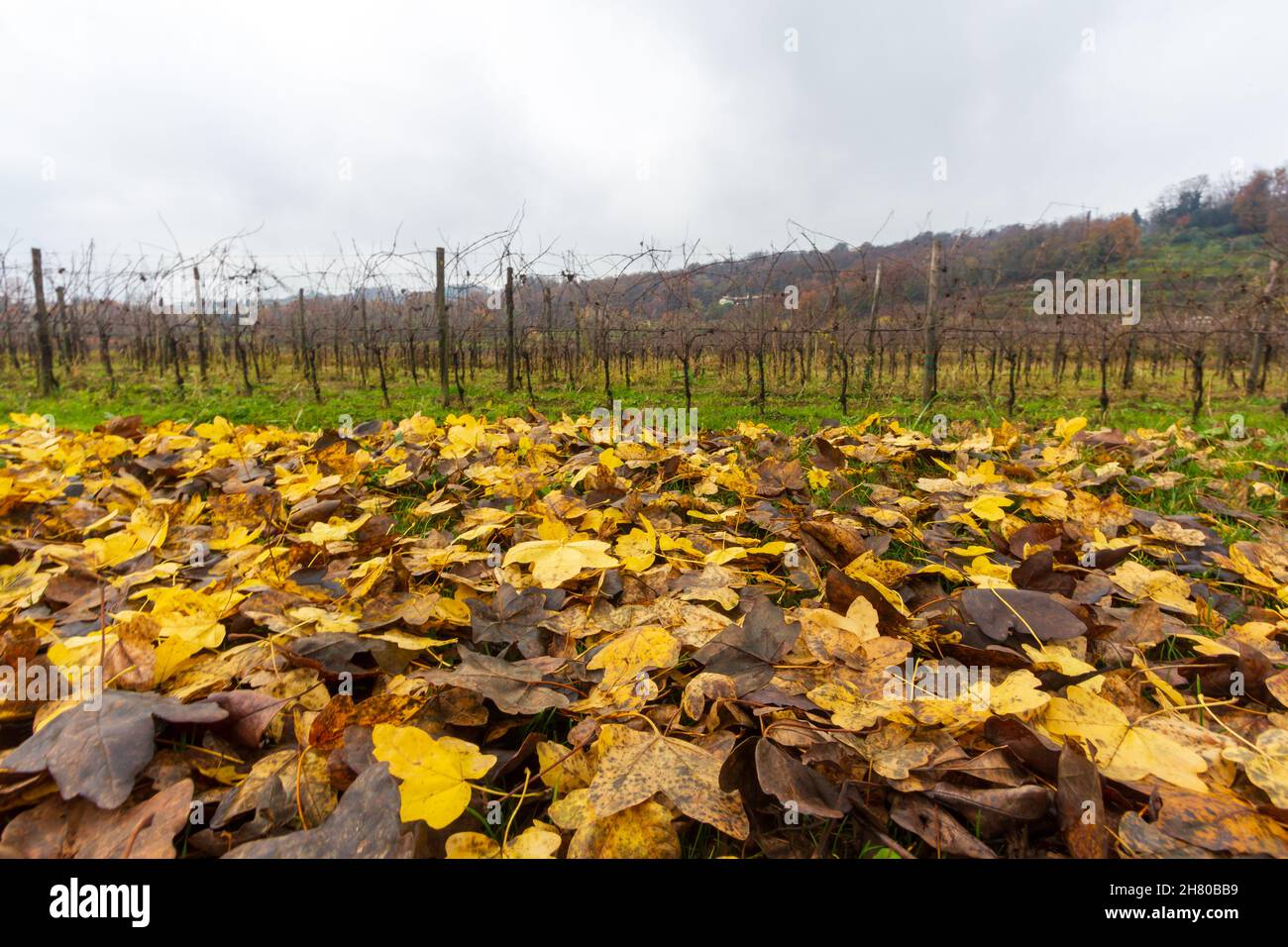 Astino Valley, Bergamo, Italien: Weinberg an einem Herbsttag Stockfoto