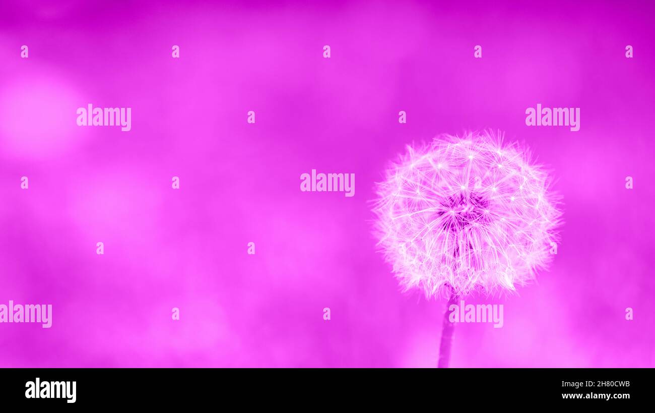 Dandelion Blume mit flauschigen Samen minimalistischen Hintergrundfarbe violetten Samt. Horizontaler Bildkopierbereich Stockfoto