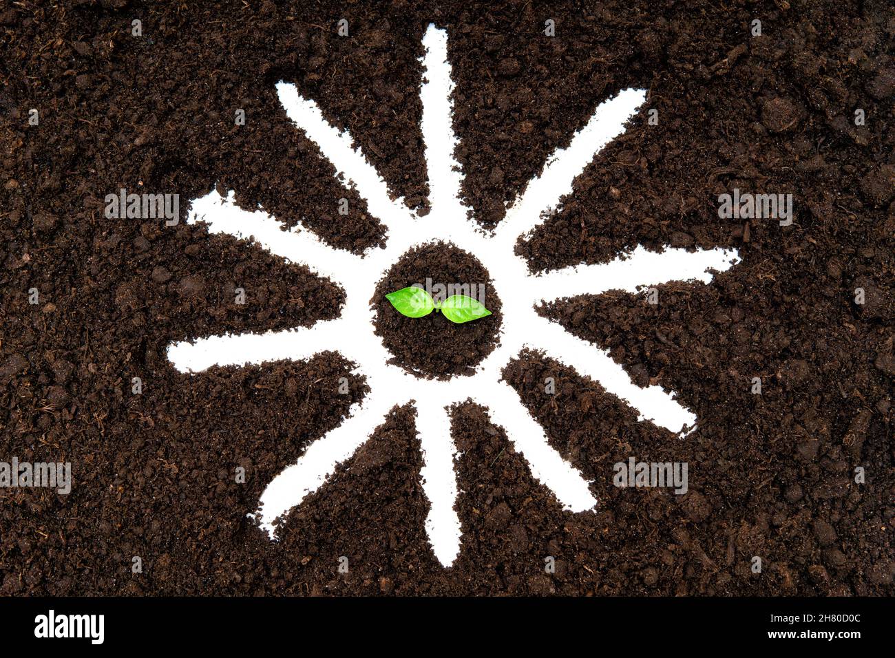 Babypflanze in einem Sonnensymbol auf dem Boden gezeichnet. Sonne als Hauptquelle der Energie. Stockfoto