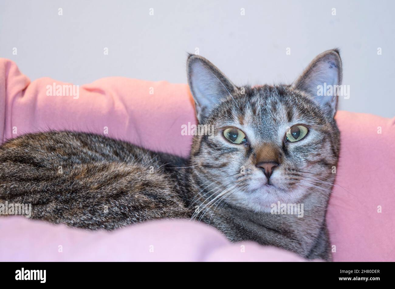 Hauskatze bereitet sich auf den Schlaf in rosa Krempel vor Stockfoto