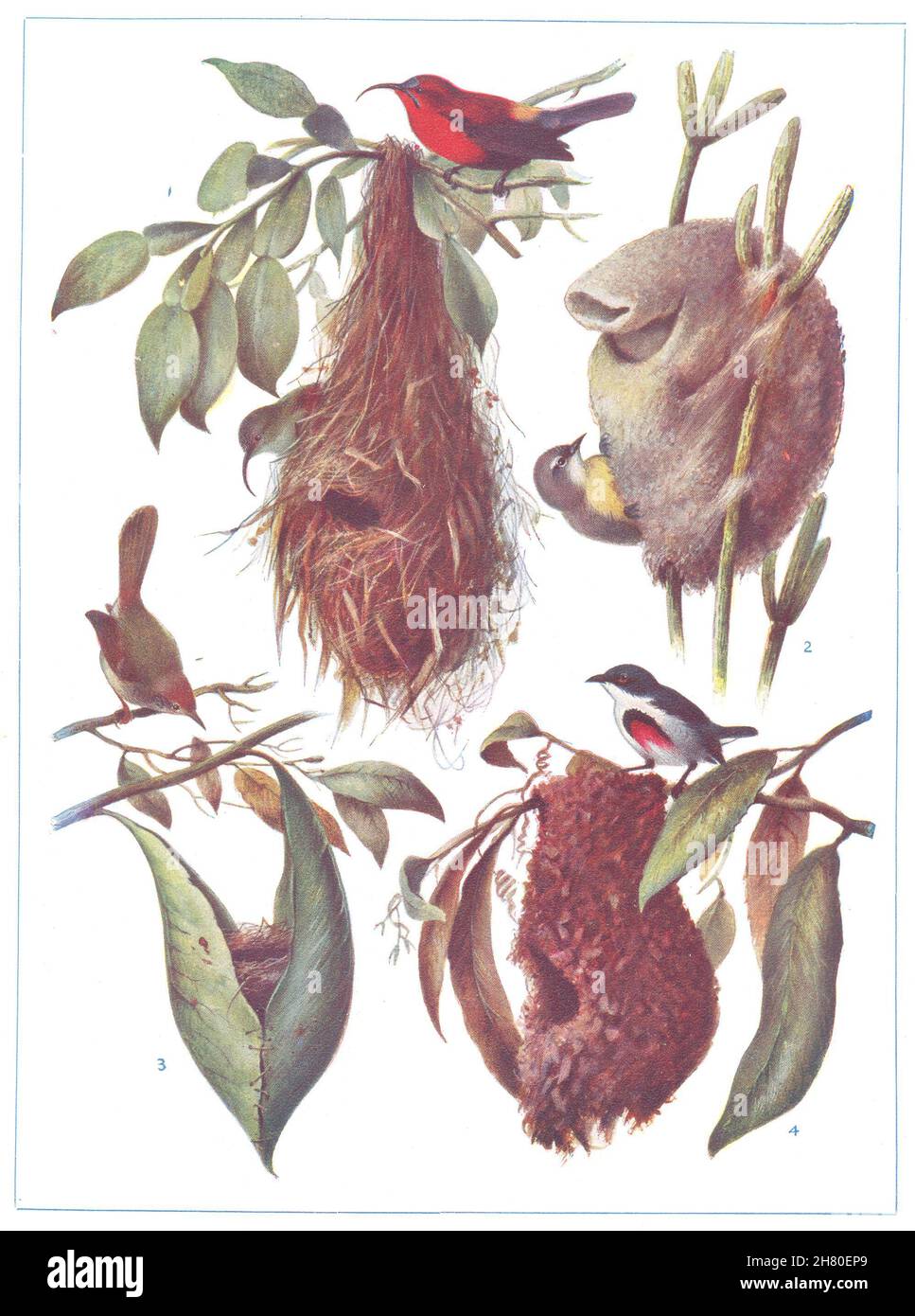 VÖGEL. Wunderbare Vogelnester. Sunbird. Schneidervögel. (Hutchinson) Druck 1927 Stockfoto