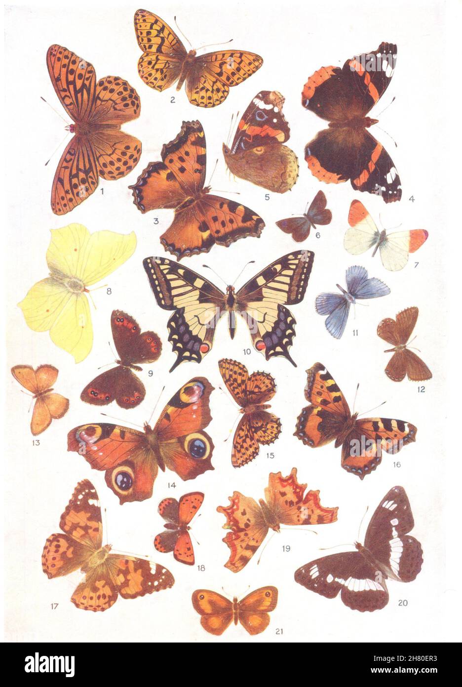 BRIT. SCHMETTERLINGE. 21 Arten. Fritillär; Tortoiseshell; Adm (Hutchinson) 1927 Stockfoto