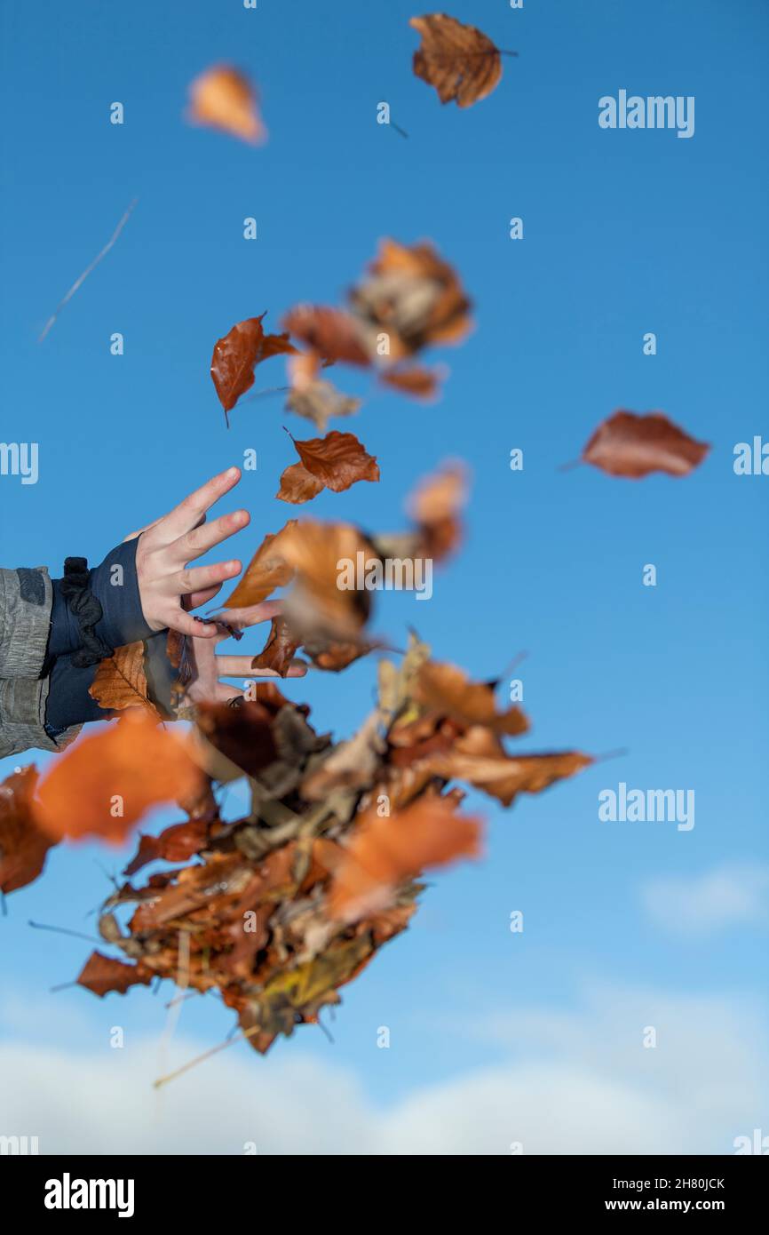 Frau, die im Herbst gefallene Blätter wirft, North Yorkshire, Großbritannien. Stockfoto