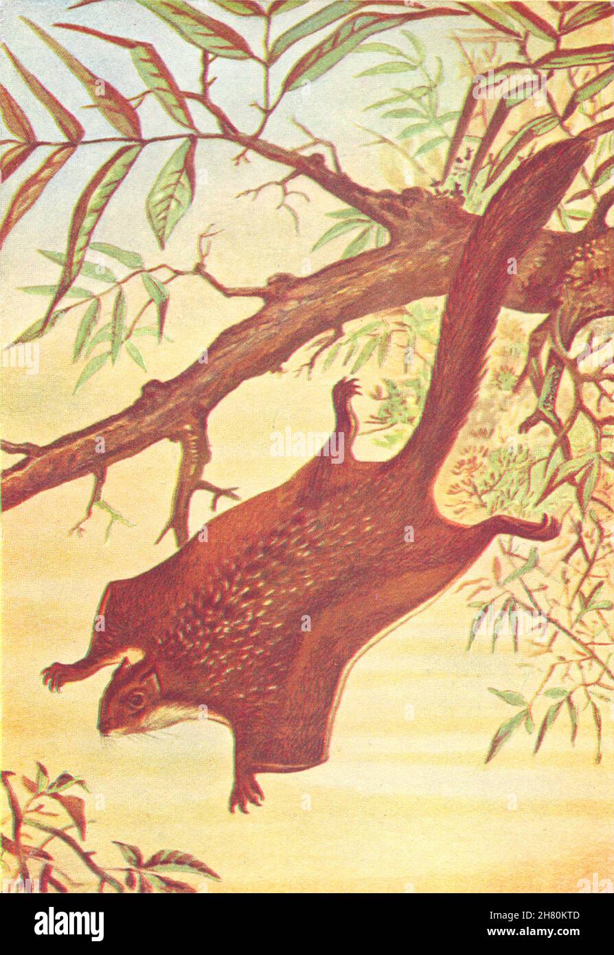 FLUGZEUG. Der Flug der Tiere. Flying Squirrel 1930 alter Vintage-Druck Stockfoto