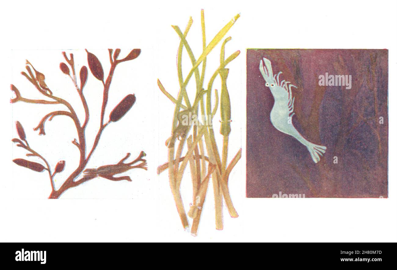 FISCH. Farbänderung im Aesop Prawn (Hippolyte Varians) 1936 alten Vintage-Druck Stockfoto