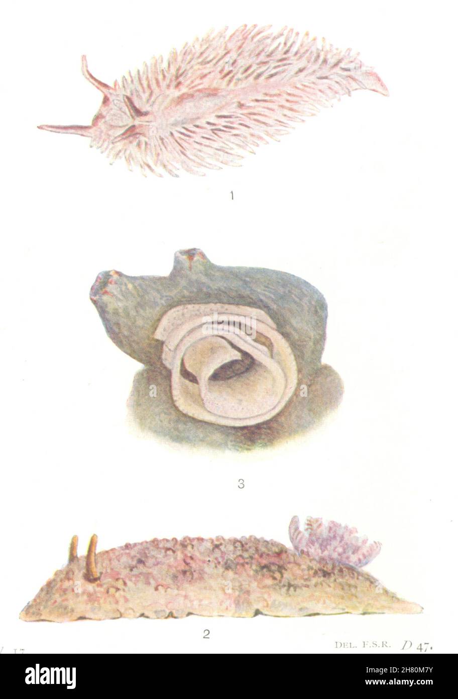 NACKTSCHNECKEN. 1. Aeolis papillosa 2. Doris tuberculata. 3. Laichförmiger Spritz 1936 Stockfoto