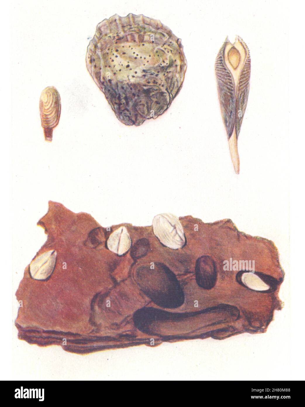 LANGWEILIGES WEICHTIER-SCHWAMM.Saxicava rugosa;Oyster,Clione.Piddock.Roter Sandstein 1936 Stockfoto