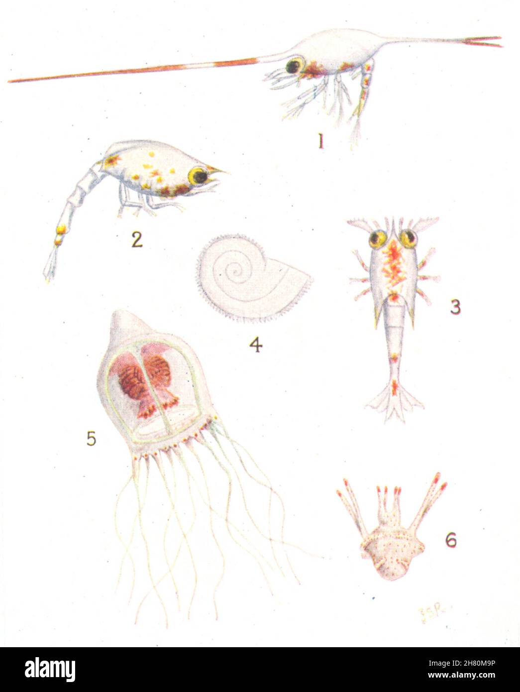 FISCH. Larve Plankton; Krabbenhermitenquaste; Mollusk; medusa 1936 Stockfoto