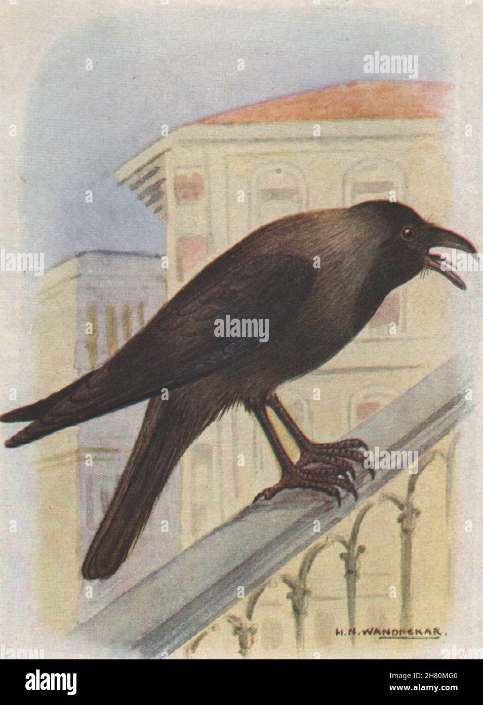 INDISCHE VÖGEL. Das Common House-Crow 1943 alte Vintage-Druckbild Stockfoto
