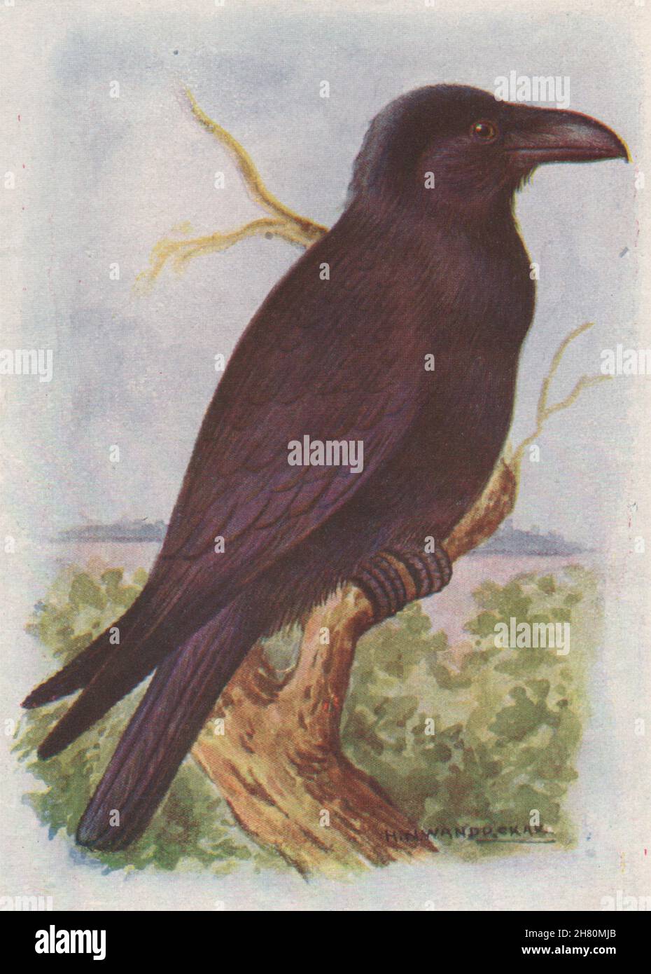 INDISCHE VÖGEL. Das indische Jungle-Crow 1943 alte Vintage-Druckbild Stockfoto