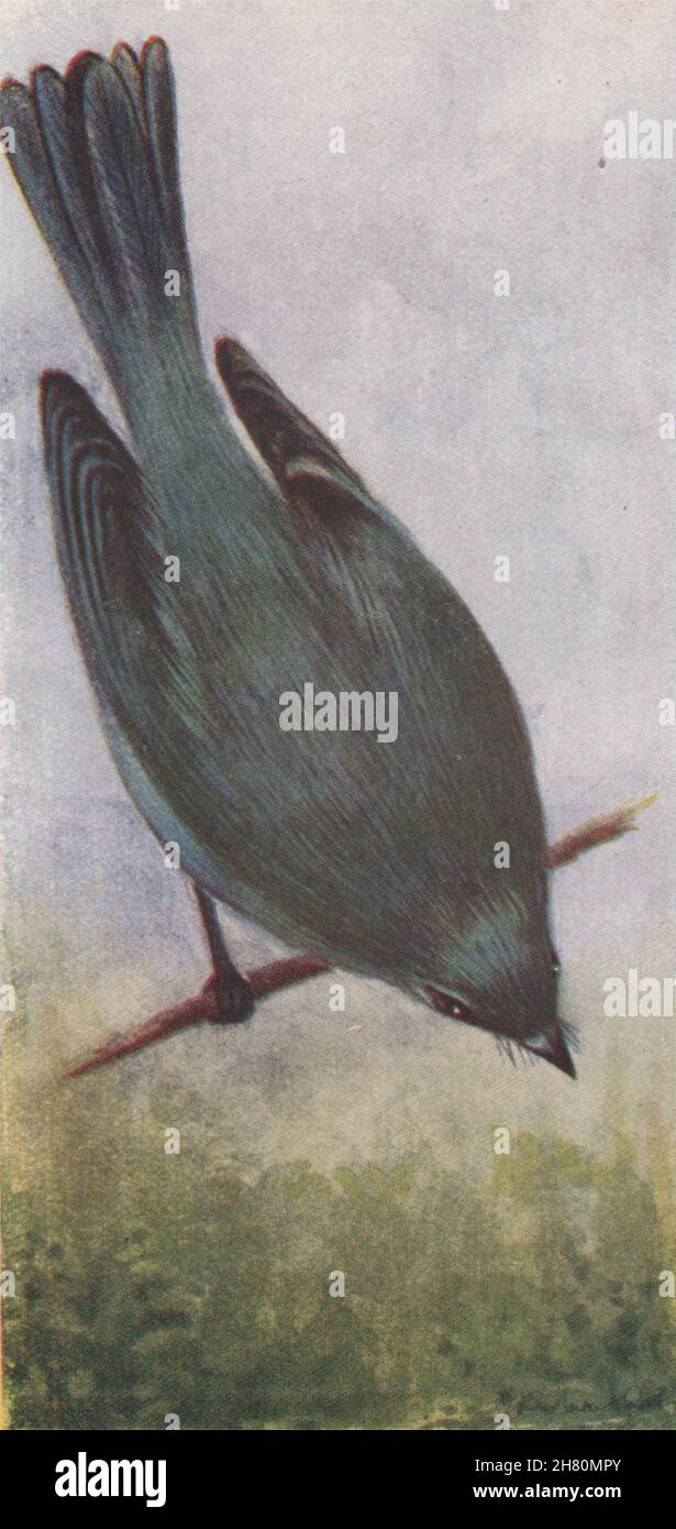 INDISCHE VÖGEL. Der Verditer Flycatcher 1943 altes Vintage Print Bild Stockfoto