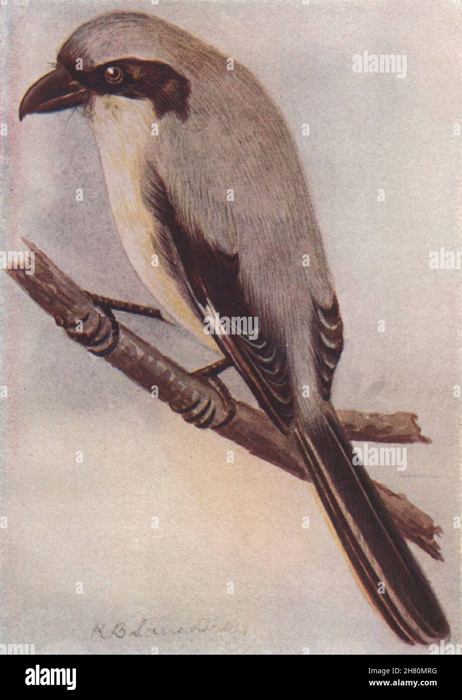 INDISCHE VÖGEL. Der Graue Würger 1943 altes Vintage Druckbild Stockfoto