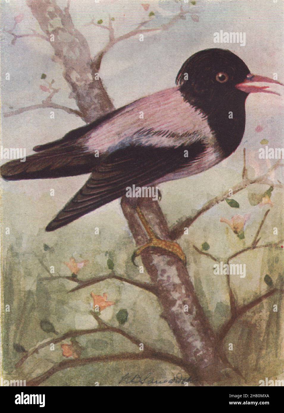 INDISCHE VÖGEL. Der rosige Pastor oder roséfarbener Starling 1943 alter Vintage-Druck Stockfoto