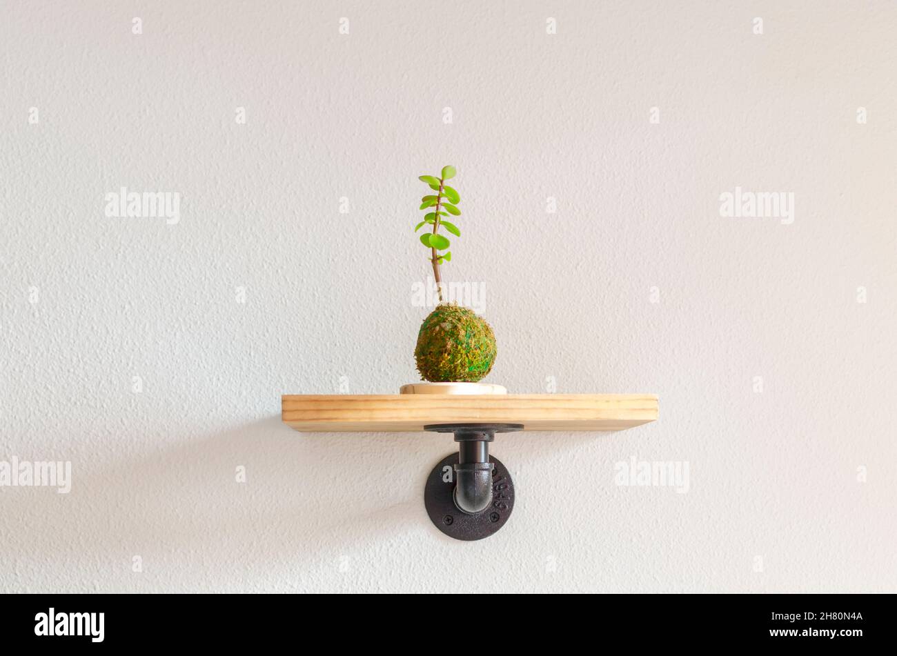 Mini kokedama einer Sukkulenten Pflanze namens Portulacaria afra ommonly bekannt als Elefantenbusch oder Zwergjade Stockfoto