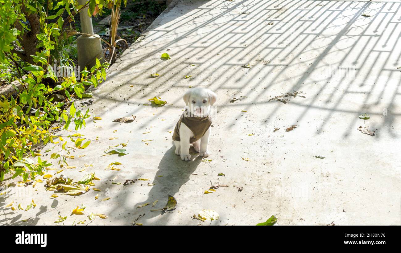 Fünf Wochen alter Welpe des spanischen Mastiff mit Wintermantel. Stockfoto