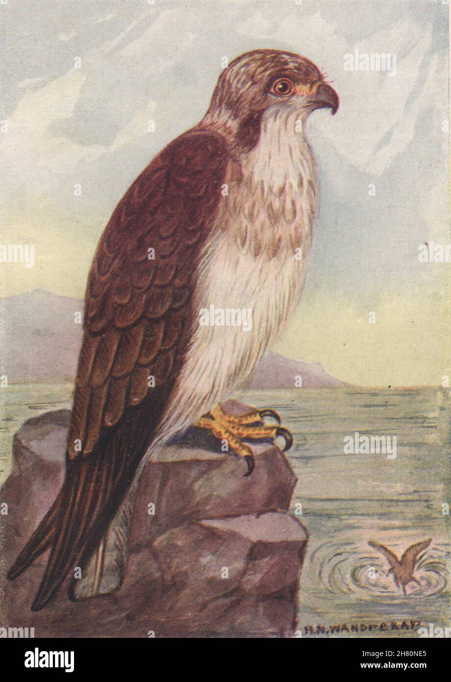 INDISCHE VÖGEL. Das Osprey 1943 alte Vintage Print Bild Stockfoto