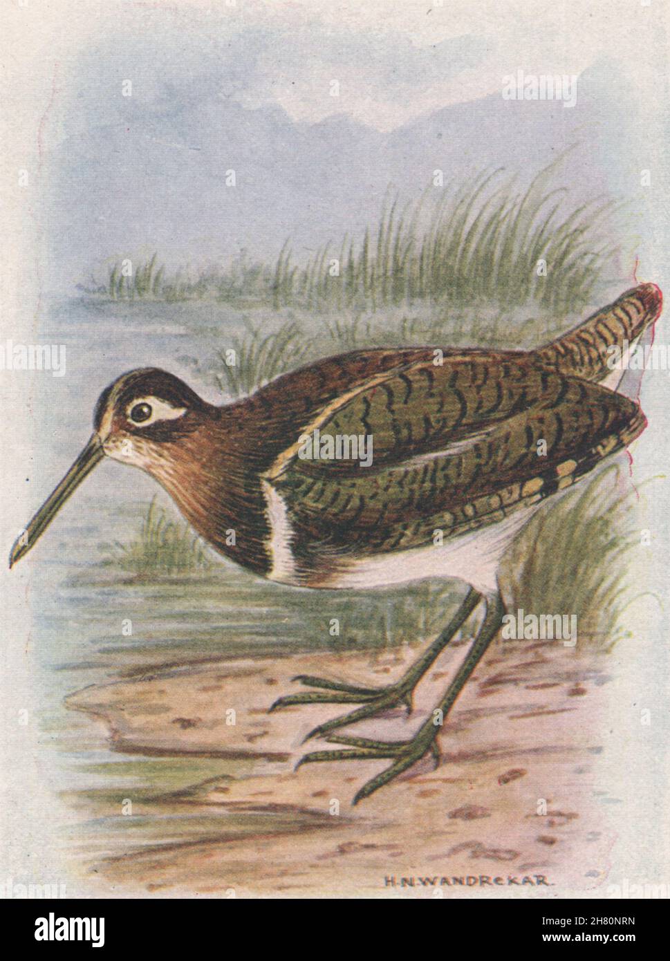 INDISCHE VÖGEL. Das Painted Snipe 1943 alte Vintage Druckbild Stockfoto