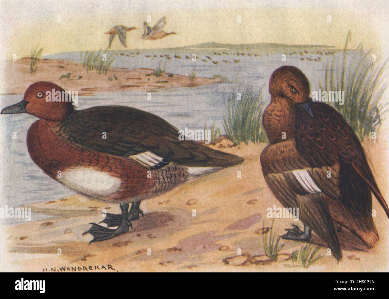 INDISCHE VÖGEL. Das White-Eyed Pochard 1943 alte Vintage Print Bild Stockfoto