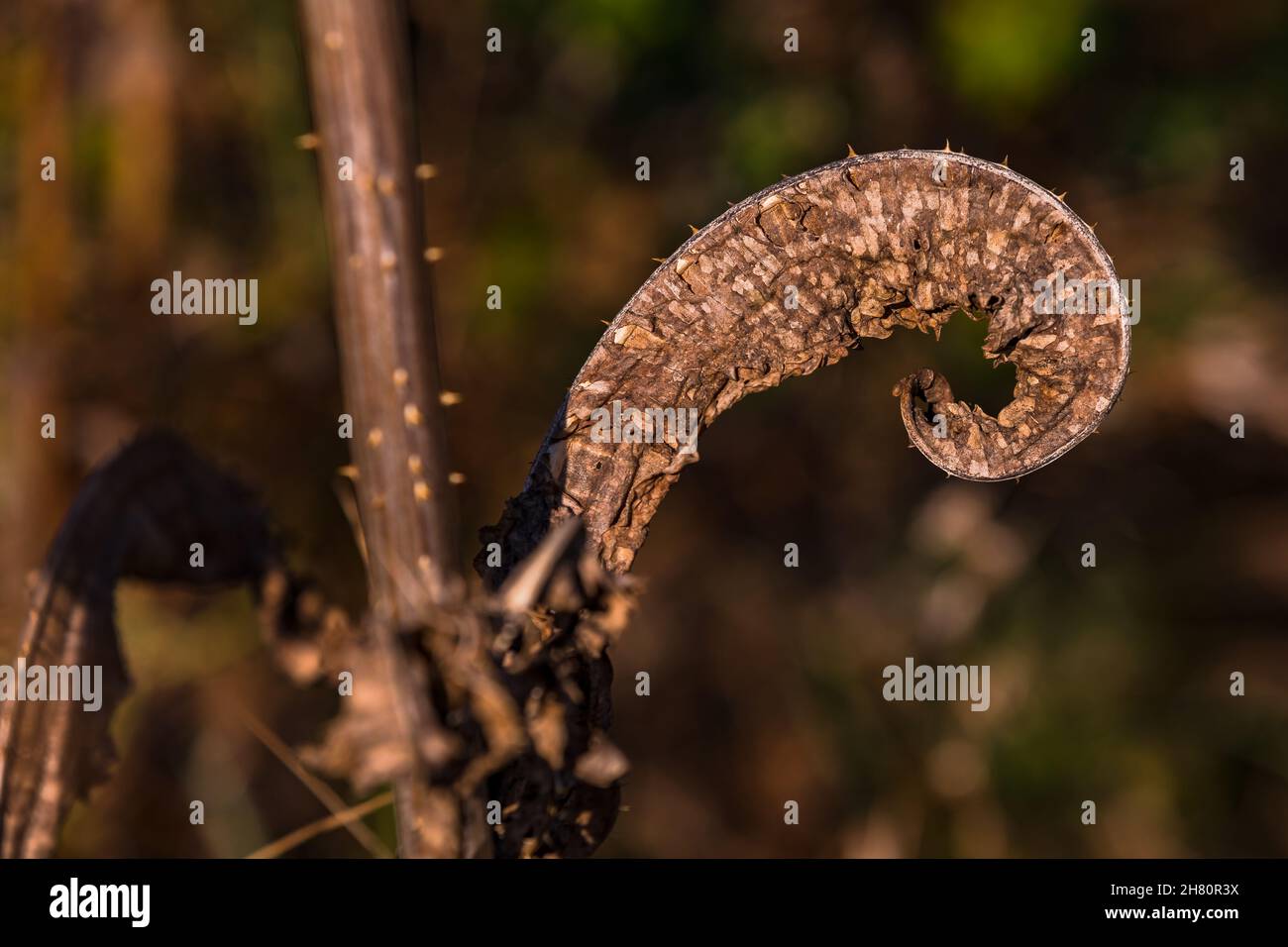 Ein spiralförmiges Blatt im Herbst ist wie ein natürliches Kunstwerk Stockfoto