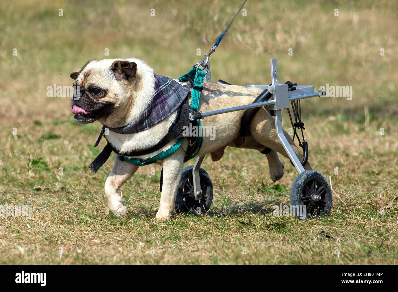 Behinderte Pug mit einem Hunderollstuhl Stockfoto