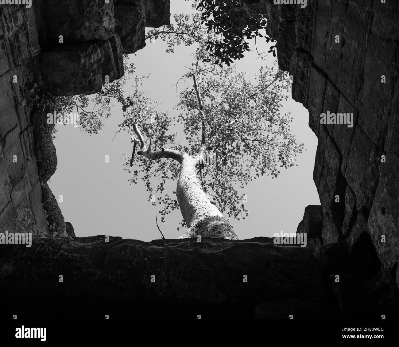 Low-Angle-Graustufenaufnahme eines Baumes, der zwischen zwei Gebäuden wächst Stockfoto