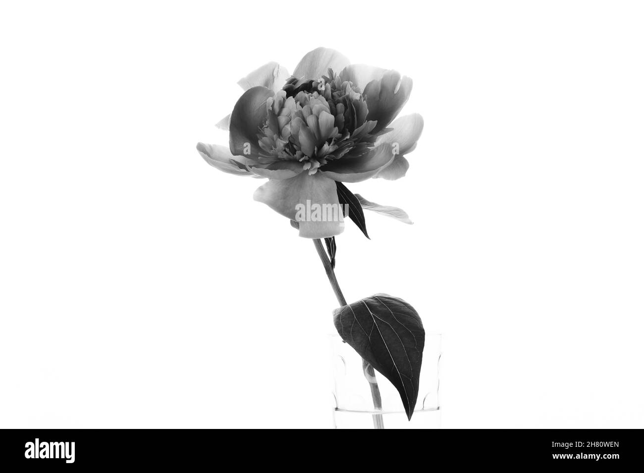 Pfingstrose in einer Glasvase isoliert auf weißem Hintergrund. Schwarzweiß-Foto. Blumenkarte, Posterdesign Stockfoto