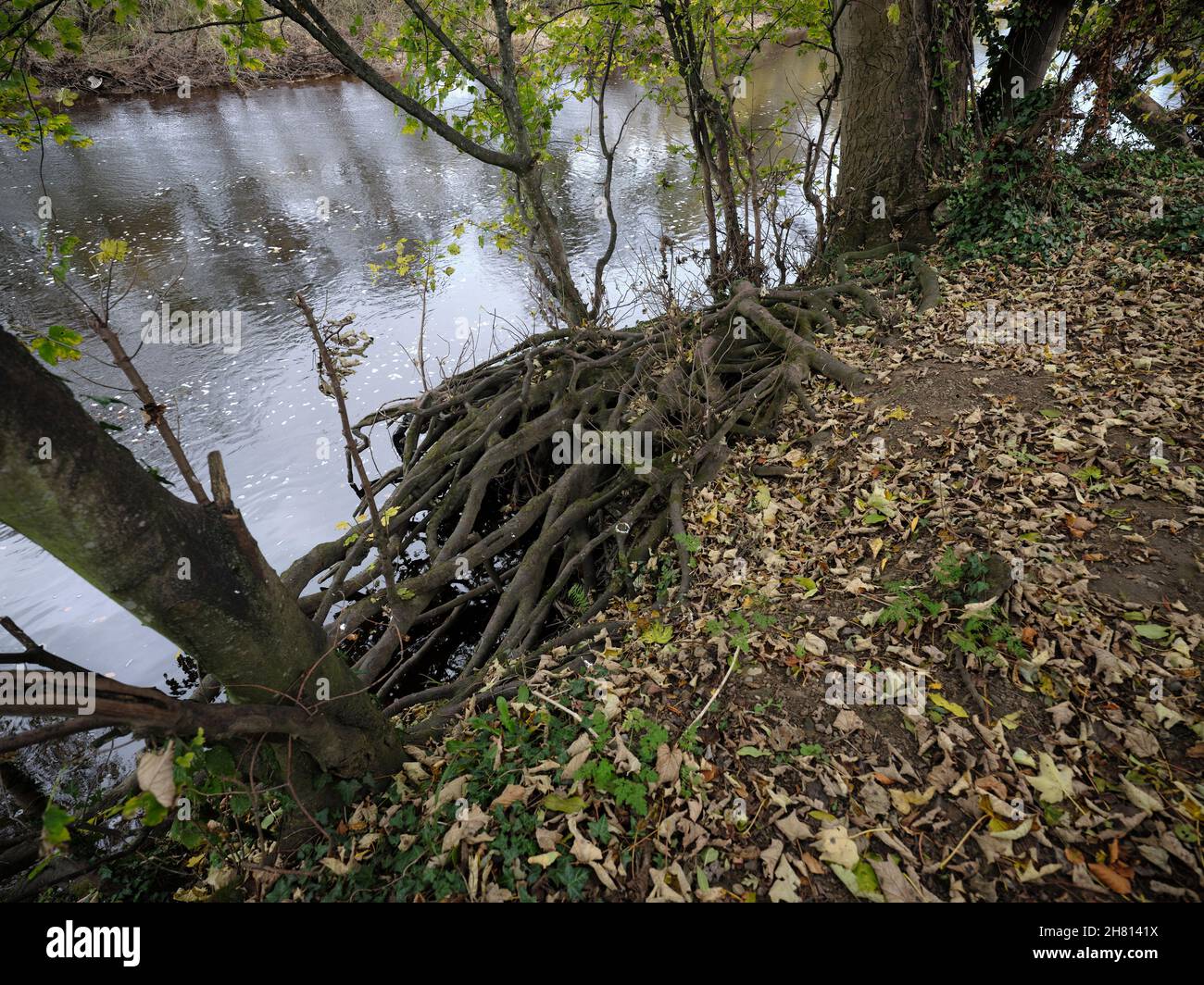 Am Ufer des Flusses Ure hält ein Gewirr von Baumwurzeln einen vorrückenden Teppich aus Herbstblättern zurück Stockfoto