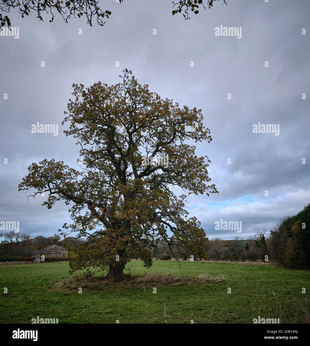 November und eine alte einjährige Eiche klammert sich an ihre Sommerblätter Stockfoto