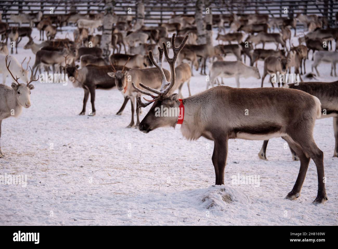 Rentiere in Lappland, Finnland Stockfoto