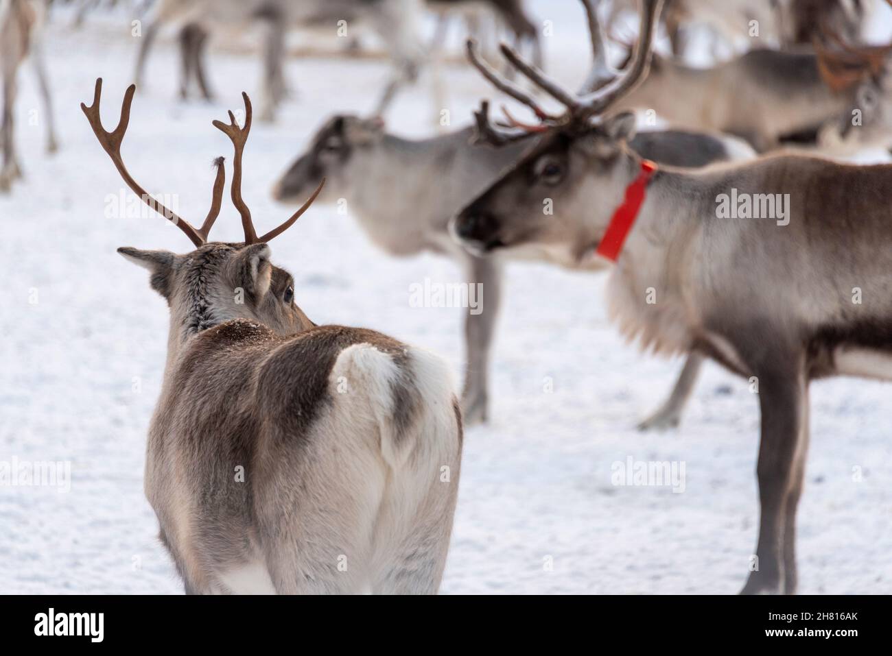 Rentiere in Lappland, Finnland Stockfoto