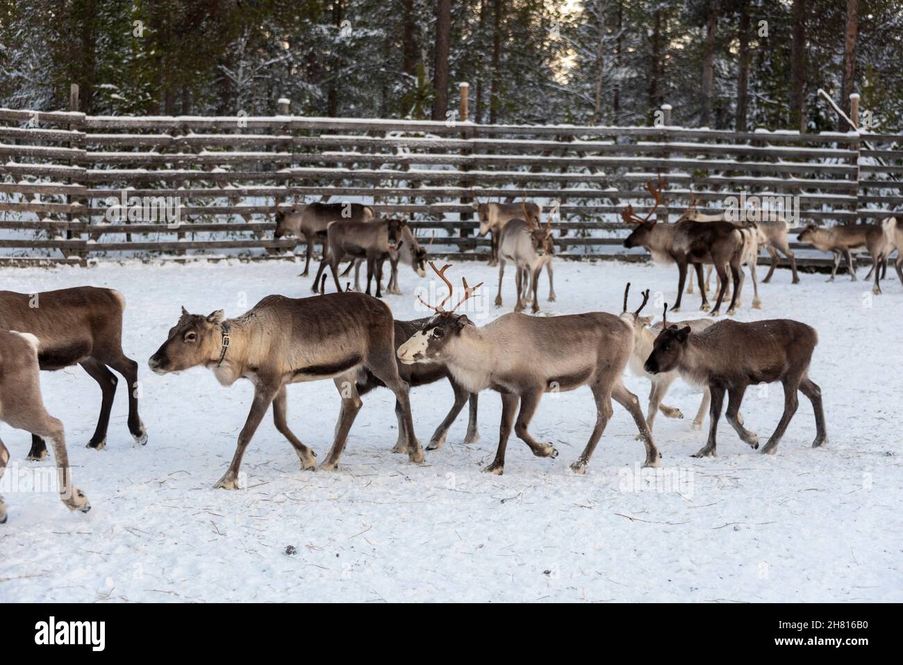 Rentiere in Lappland, Finnland Stockfoto