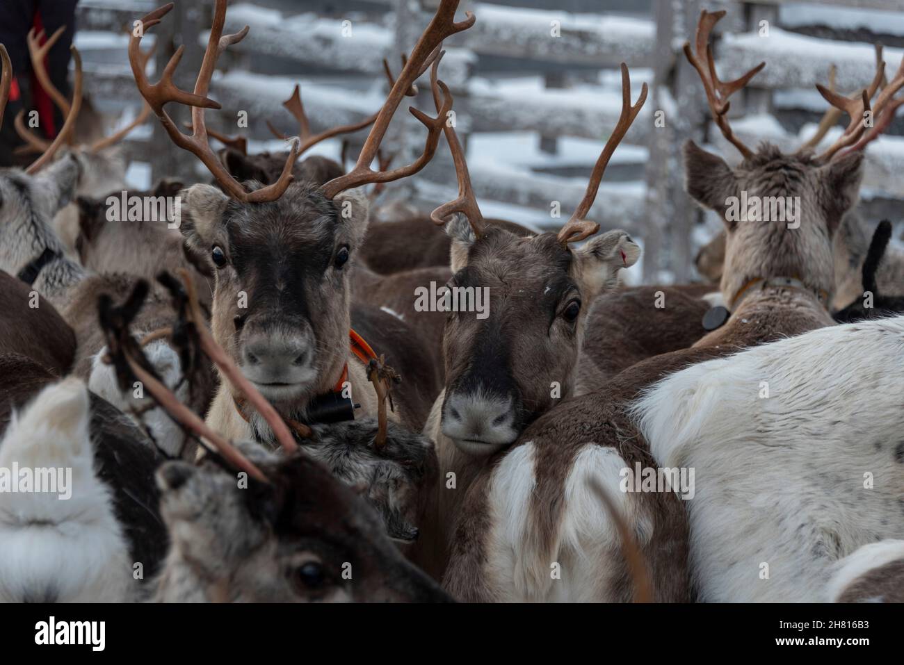 Rentiere in Lappland, Finnland Stockfoto