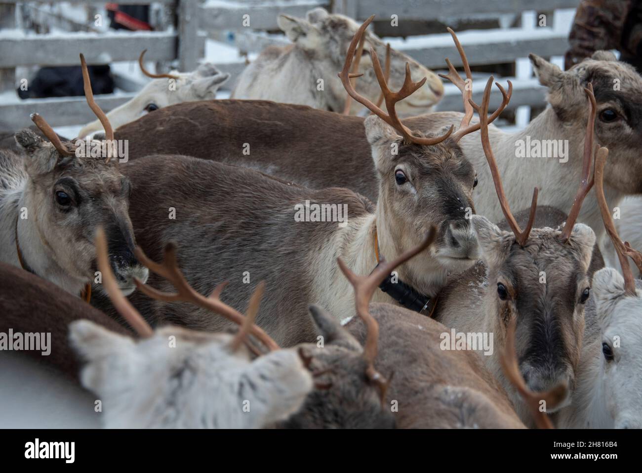 Rentiere in Lappland, Finnland Stockfoto