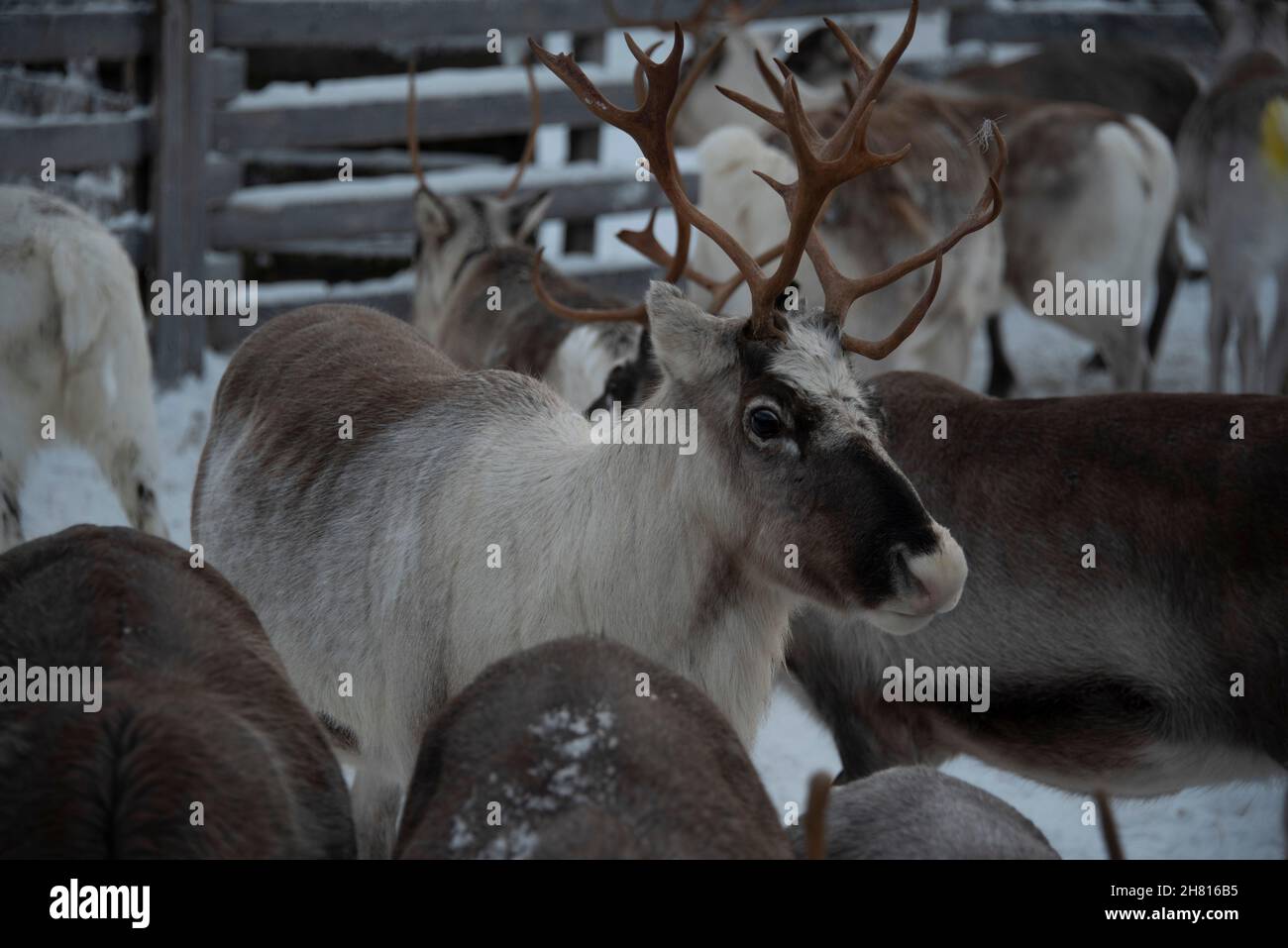 Rentiere in Lappland, Finnland Stockfoto