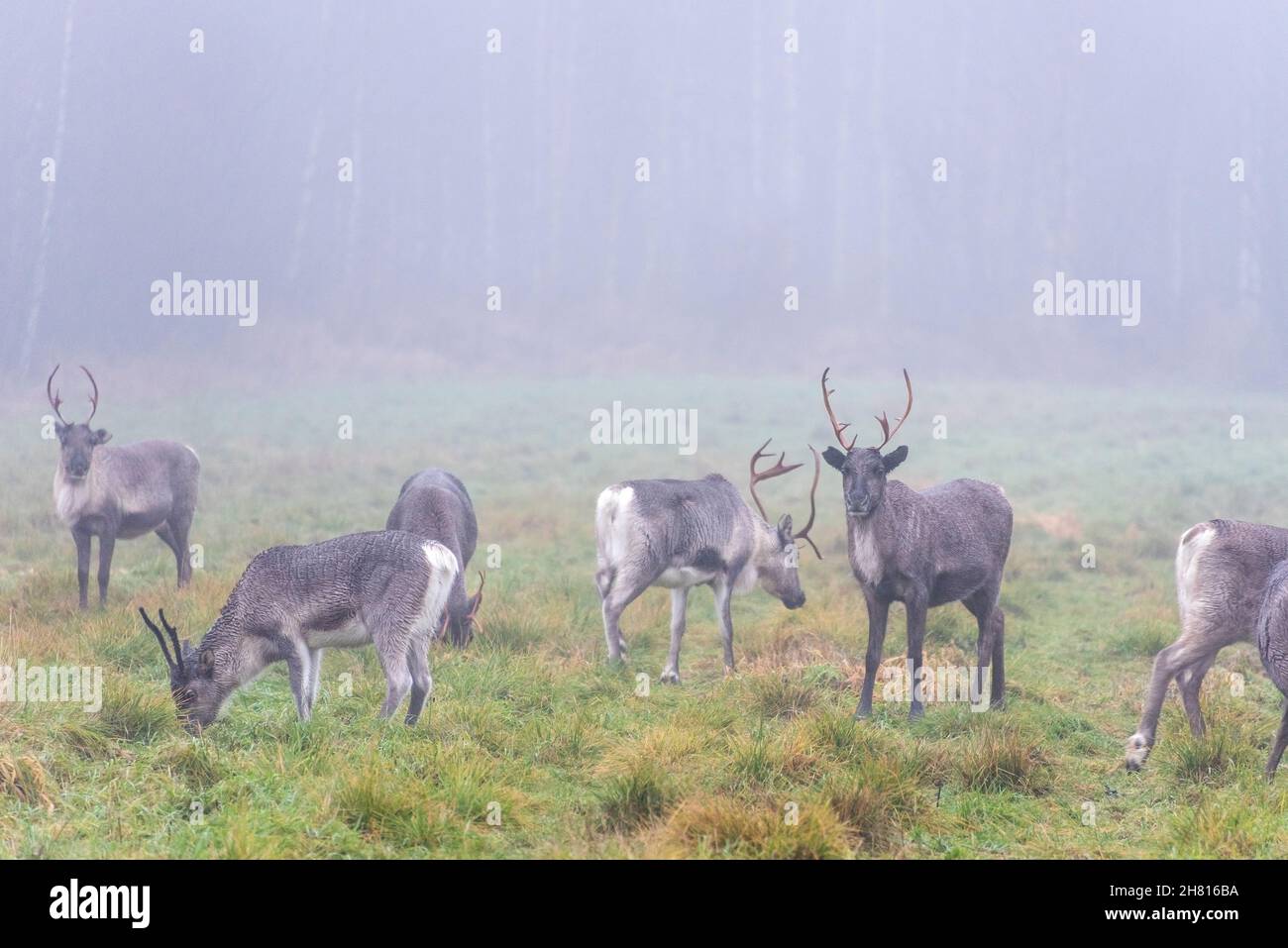 Rentiere in Lappland, Finnland Stockfoto