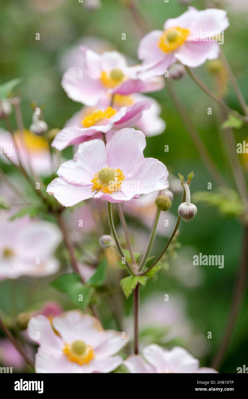 Anemone × hybrida 'September Charm', japanische Anemone 'September Charm'. Blassrosa Blüten Stockfoto