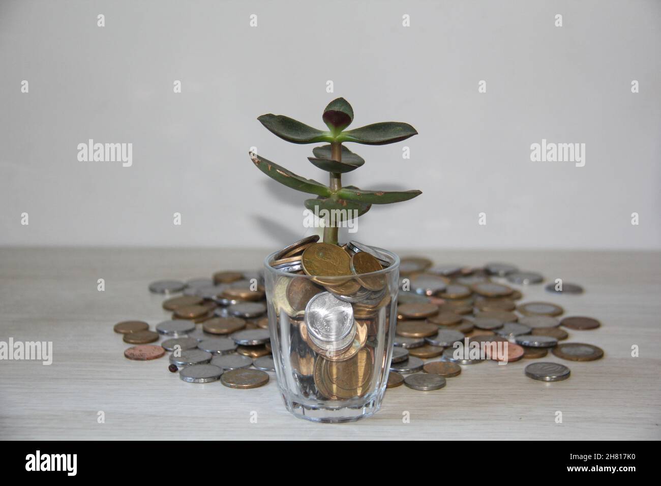 Glasvase mit Jadepflanze und verschwommenen Hintergrundmünzen auf einem Holztisch. Stockfoto