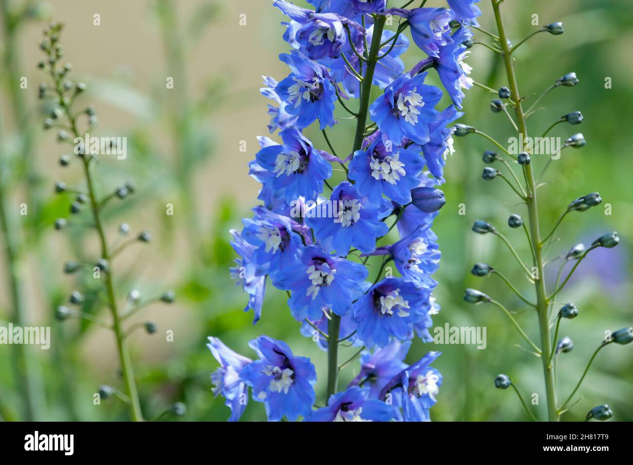 Delphinium Blue Bird Group, Candle Larkspur. Spitzen von blauen Blüten mit weißen zentralen Regionen. Stockfoto